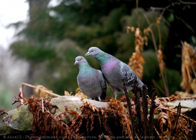 Photo de Pigeon