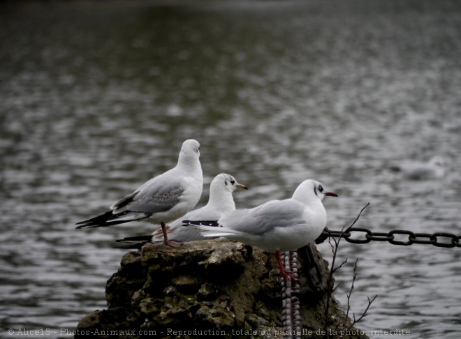 Photo de Mouette