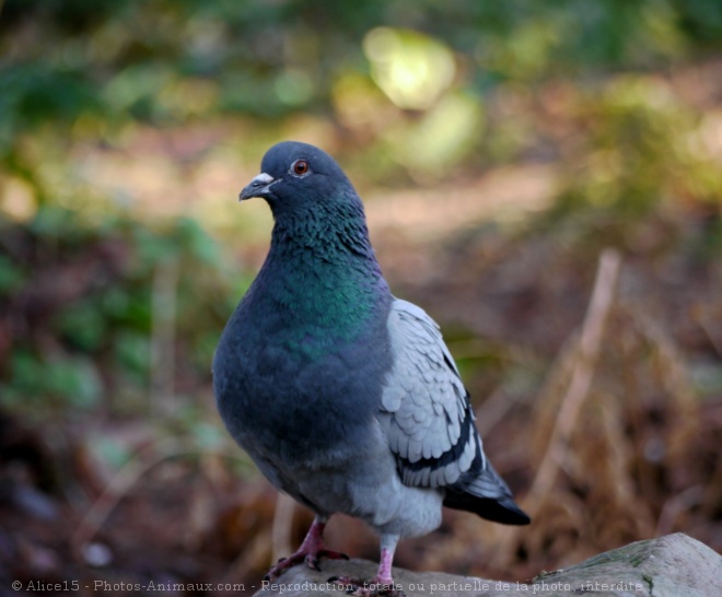 Photo de Pigeon