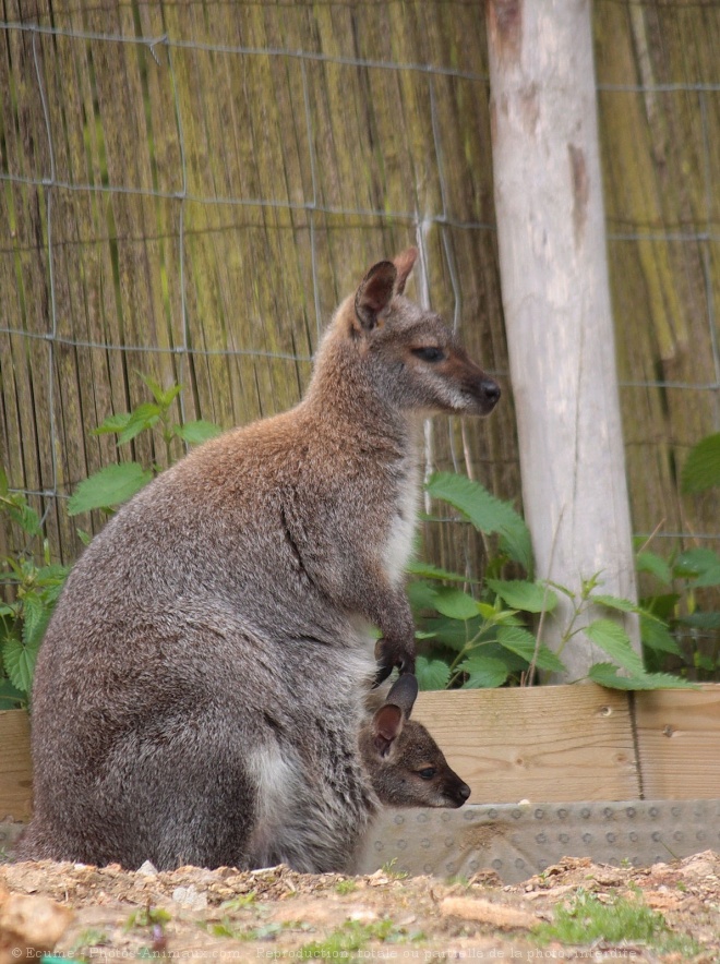 Photo de Wallaby