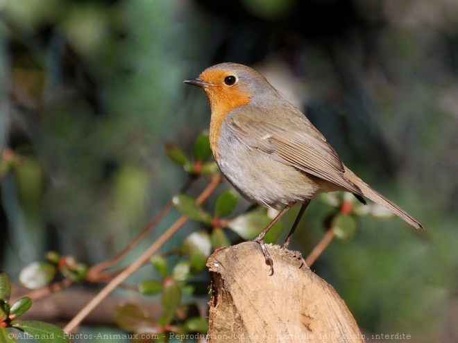 Photo de Rouge gorge