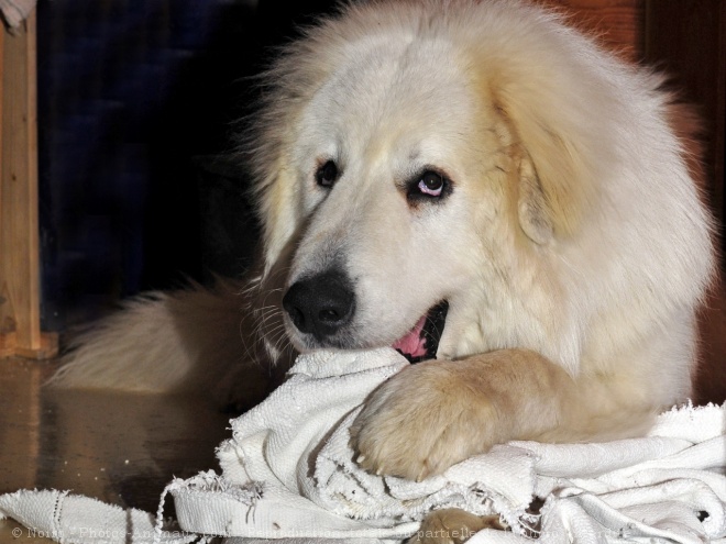 Photo de Chien de montagne des pyrnes