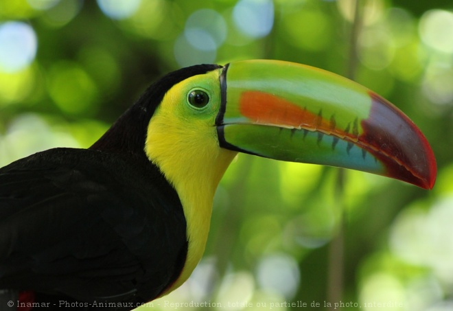 Photo de Toucan  carne