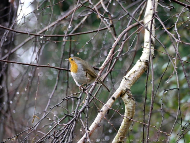 Photo de Rouge gorge