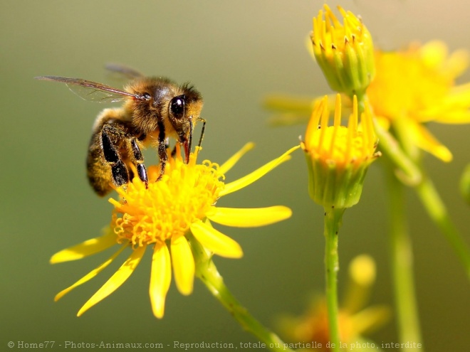 Photo d'Abeille