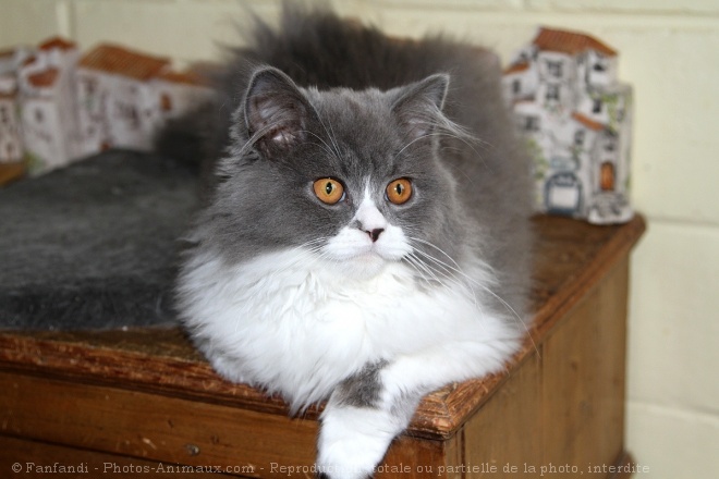 Photo de British longhair