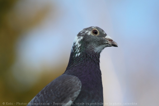 Photo de Pigeon