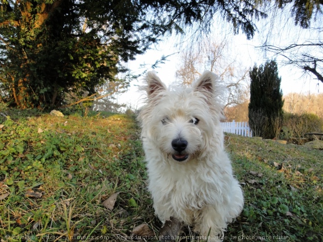 Photo de West highland white terrier