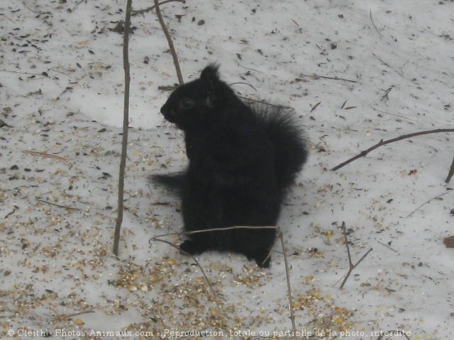 Photo d'Ecureuil