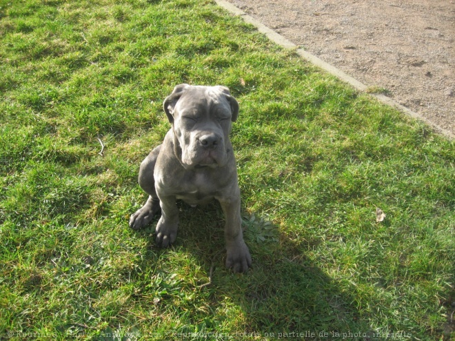 Photo de Chien de cour italien