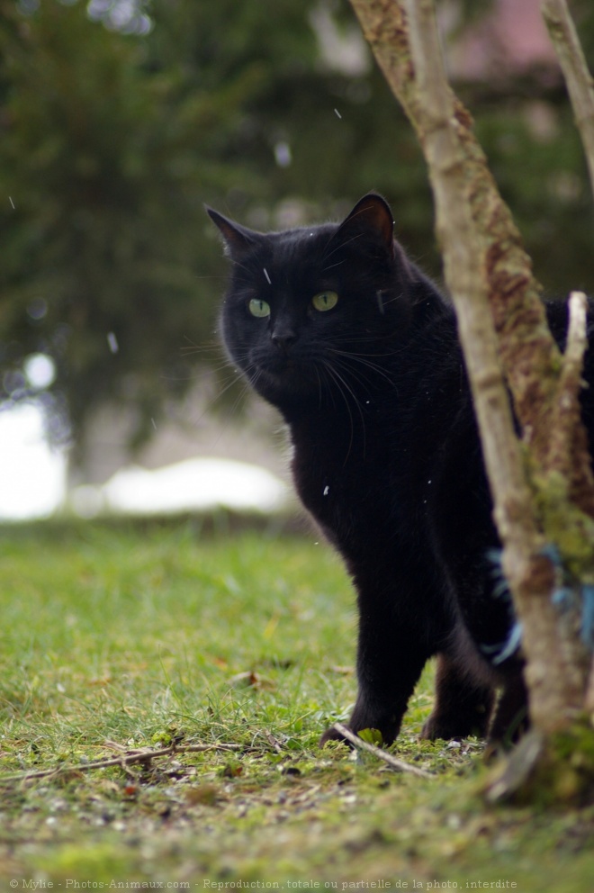 Photo de Chat domestique