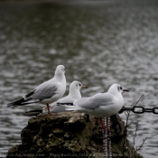 Photo de Mouette