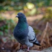 Photo de Pigeon