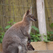 Photo de Wallaby