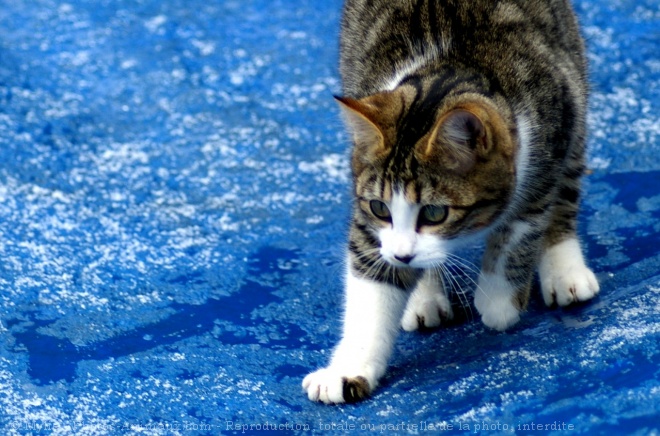 Photo de Chat domestique