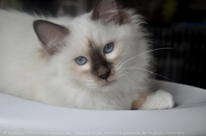 Photo de Sacr de birmanie