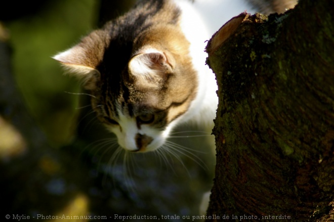 Photo de Chat domestique