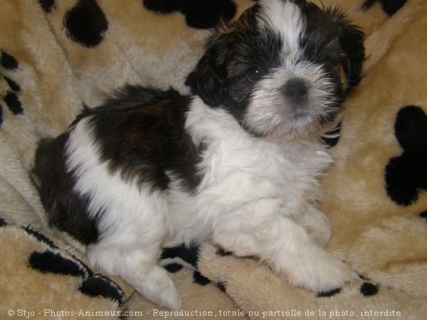 Photo de Shih tzu