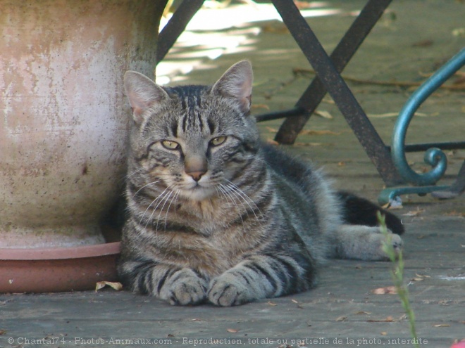 Photo de Chat domestique