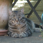 Photo de Chat domestique