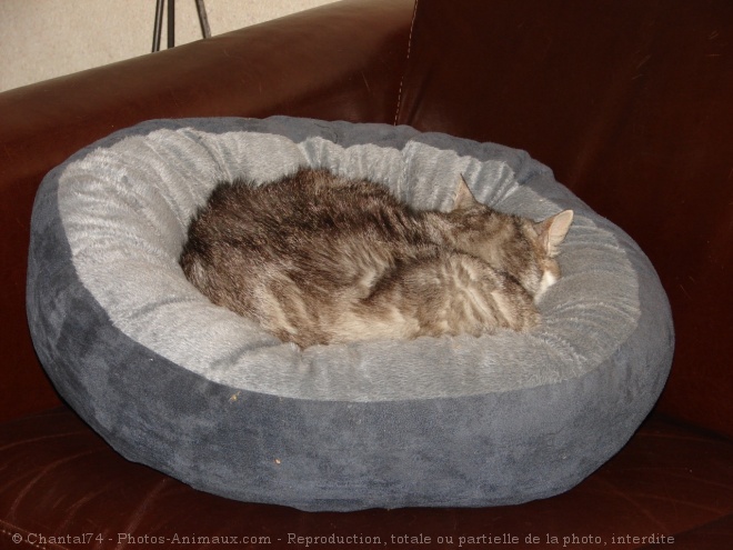 Photo de Chat domestique