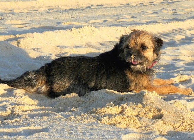 Photo de Border terrier