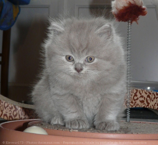 Photo de British longhair