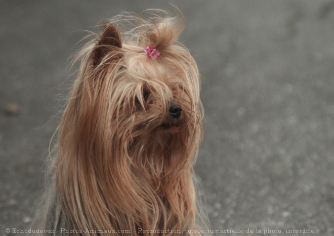 Photo de Yorkshire terrier