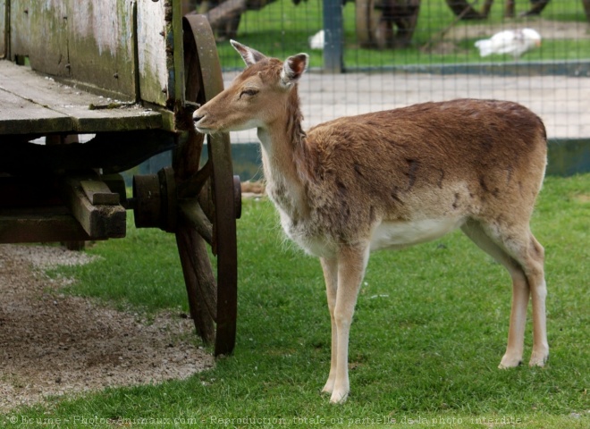 Photo de Biche