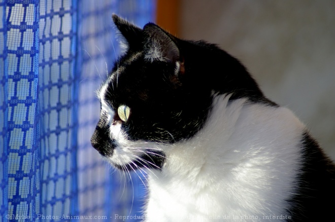 Photo de Chat domestique