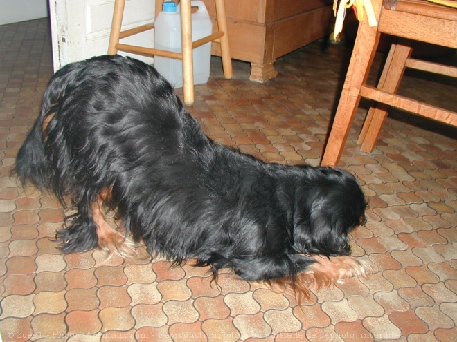 Photo de Cavalier king charles spaniel