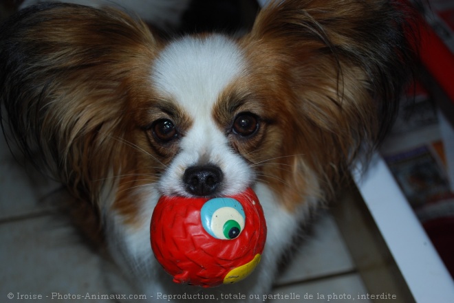 Photo d'Epagneul nain papillon