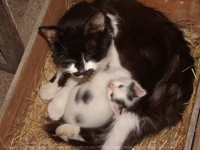 Photo de Chat domestique