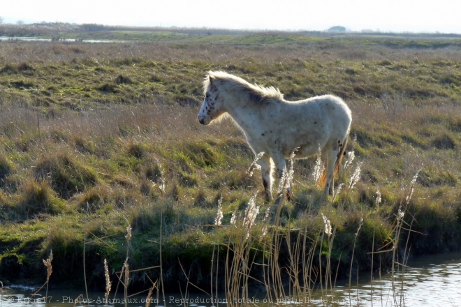 Photo de Poney (toutes races)