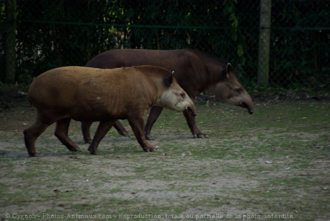 Photo de Tapir