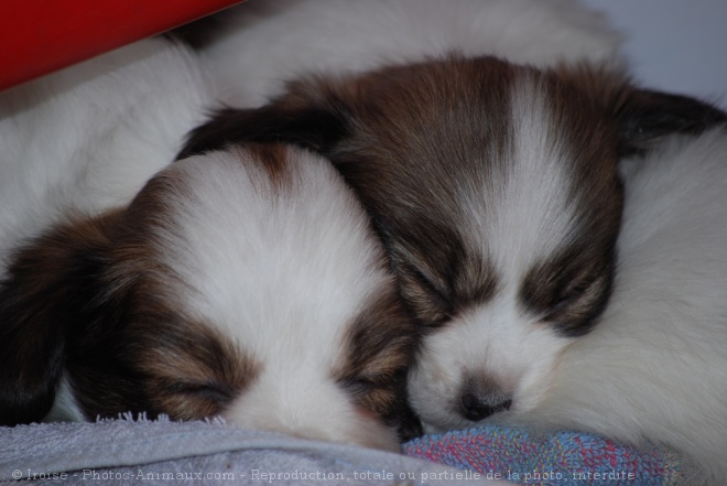 Photo d'Epagneul nain papillon