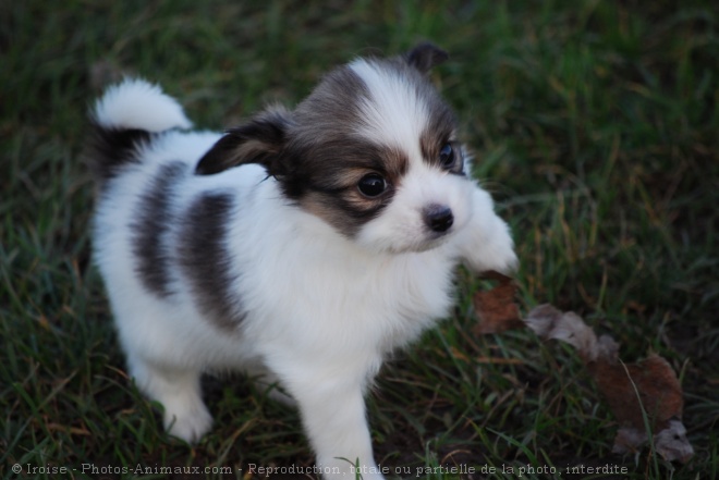 Photo d'Epagneul nain papillon