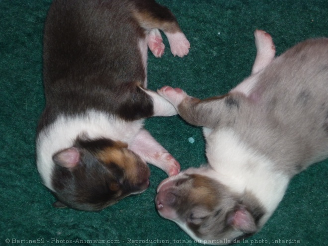 Photo de Chien de berger des shetland