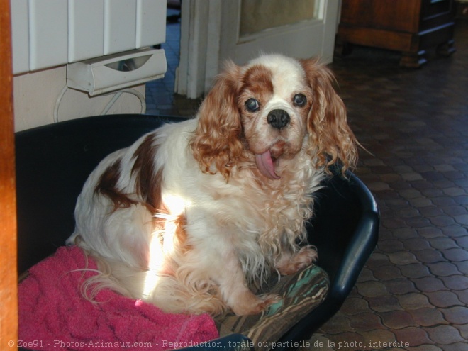 Photo de Cavalier king charles spaniel