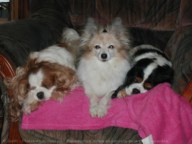 Photo de Cavalier king charles spaniel