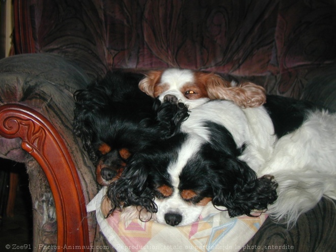 Photo de Cavalier king charles spaniel