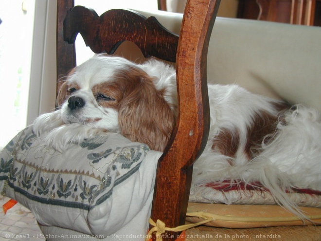 Photo de Cavalier king charles spaniel