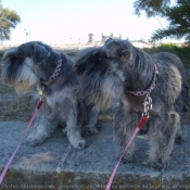 Photo de Schnauzer nain