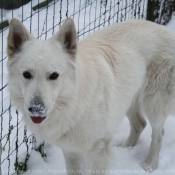 Photo de Berger blanc suisse