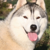 Photo de Husky siberien