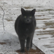 Photo de Chat domestique