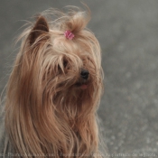 Photo de Yorkshire terrier