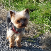 Photo de Yorkshire terrier