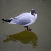 Photo de Mouette