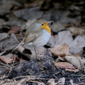 Photo de Rouge gorge